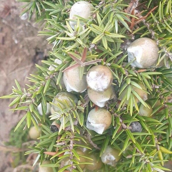 Juniperus macrocarpa 果実