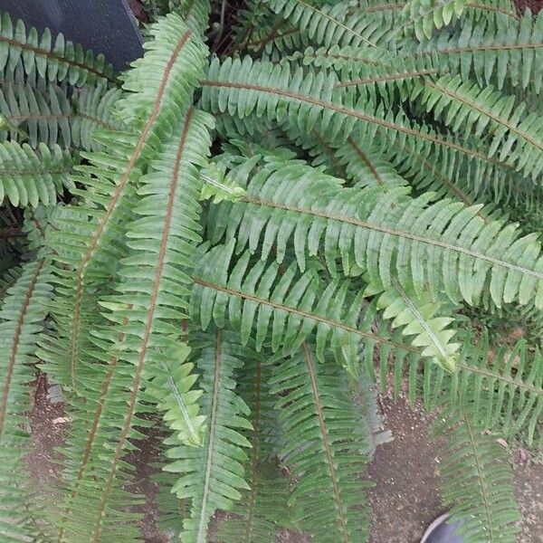 Nephrolepis cordifolia Leaf