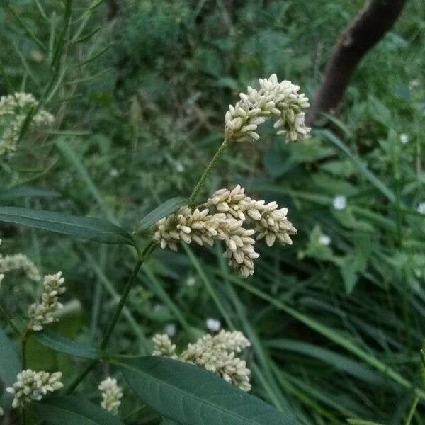 Persicaria lapathifolia Bloem