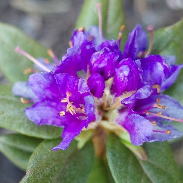 Rhododendron russatum Flower