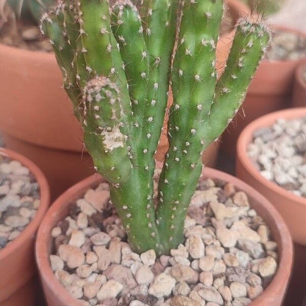 Cereus jamacaru Levél