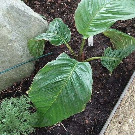 Tacca chantrieri Blad