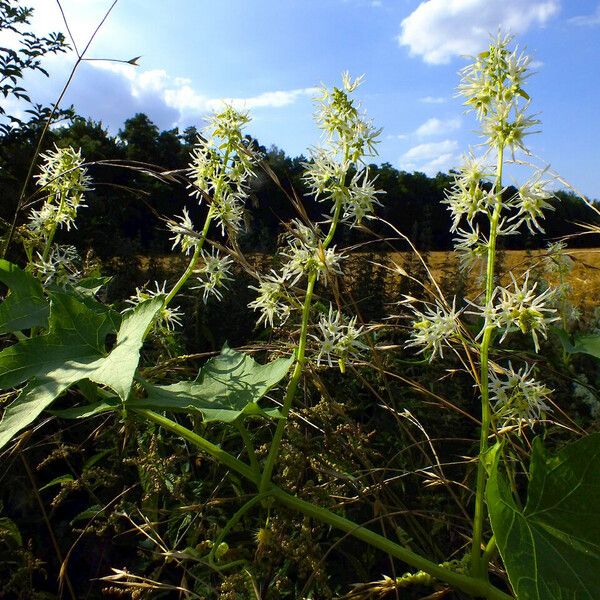 Echinocystis lobata Flors