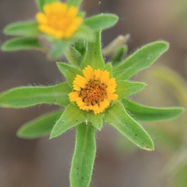 Asteriscus aquaticus Flor