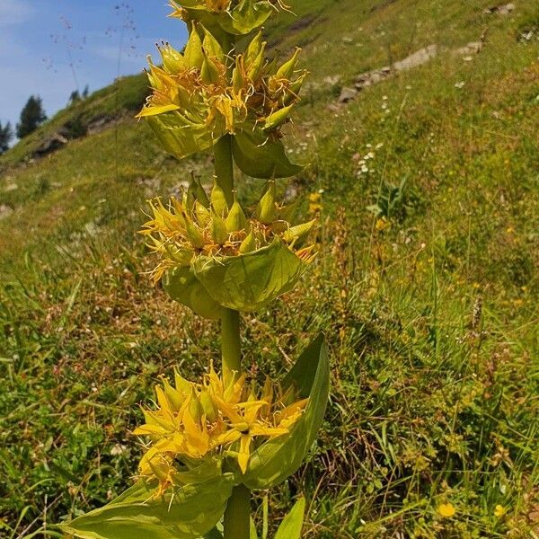 Gentiana lutea Цветок