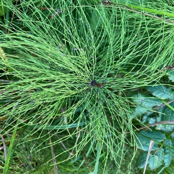 Equisetum sylvaticum Leaf