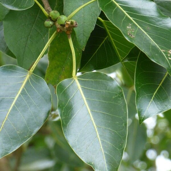 Ficus rubra Hostoa