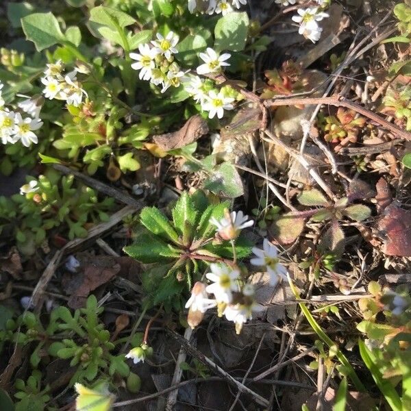 Draba verna Leaf