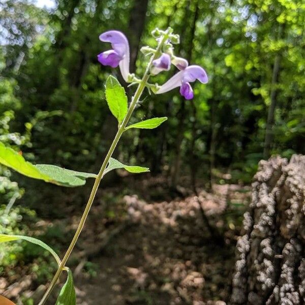 Scutellaria alabamensis 整株植物