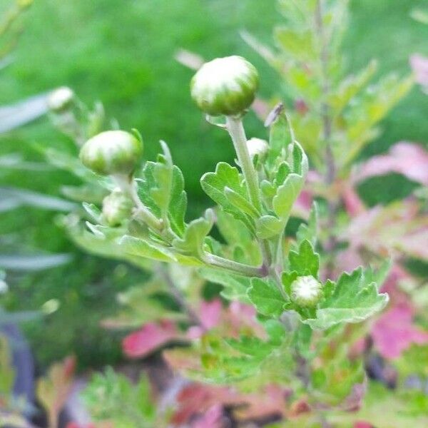 Chrysanthemum indicum পাতা