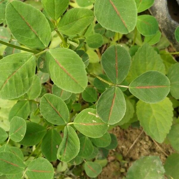 Medicago polymorpha List