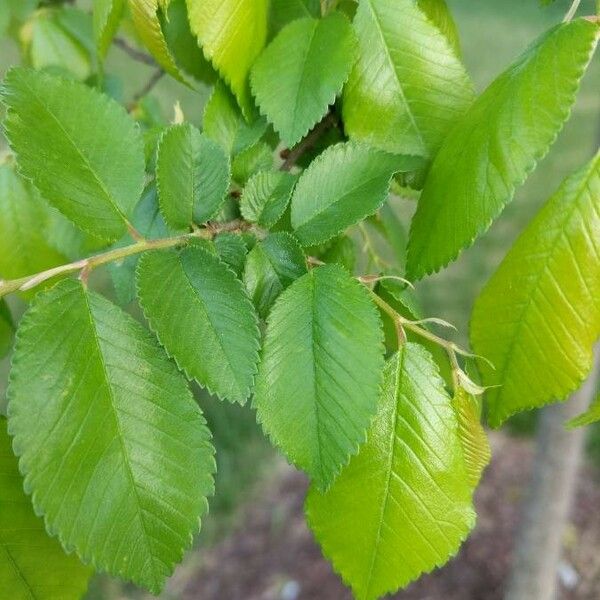 Ulmus americana ᱥᱟᱠᱟᱢ