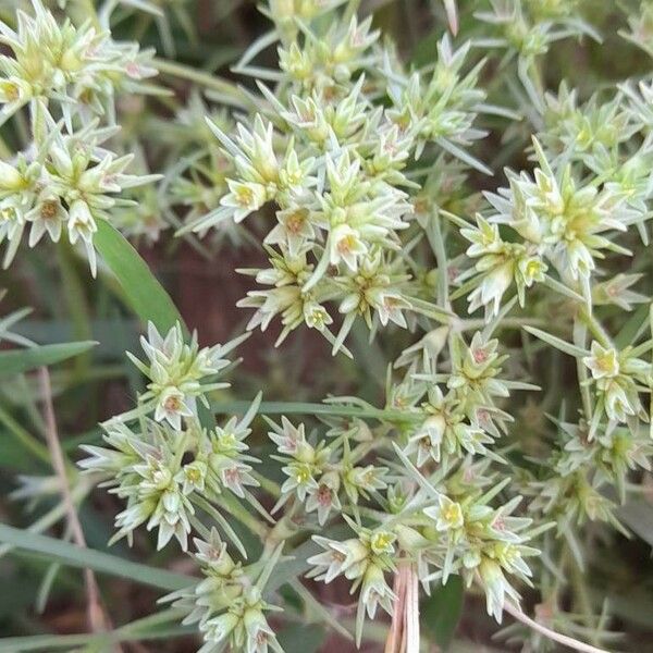 Scleranthus annuus Flor