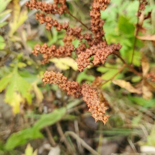 Penthorum sedoides Frutto