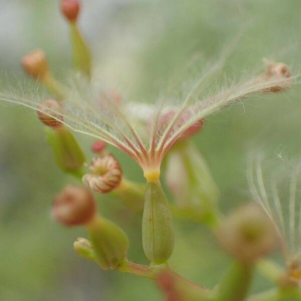 Centranthus angustifolius 果