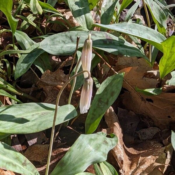 Erythronium albidum Flor