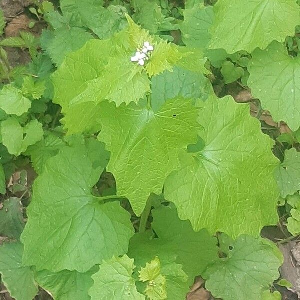 Alliaria petiolata Leaf