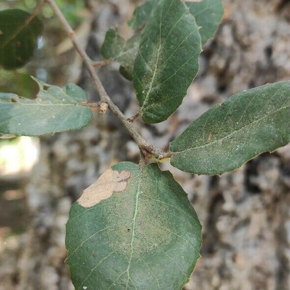 Quercus suber Leaf