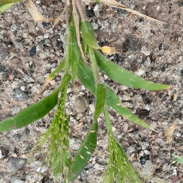 Panicum capillare Celota