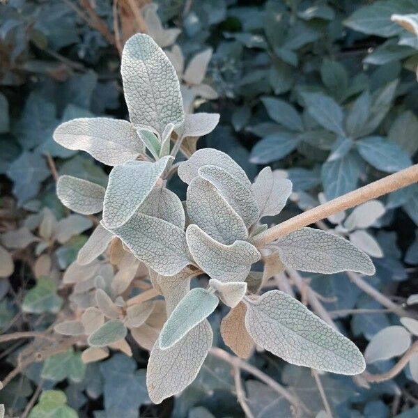 Phlomis purpurea Ліст