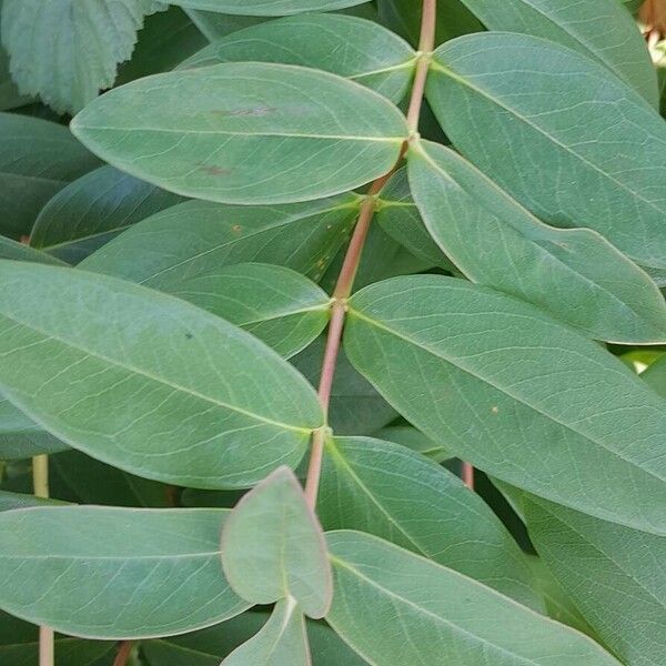 Hypericum calycinum Yaprak