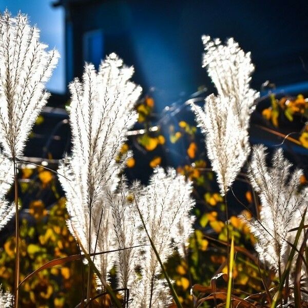 Miscanthus sacchariflorus Flor