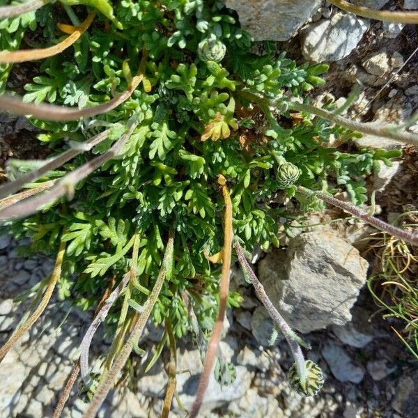 Leucanthemopsis alpina 葉