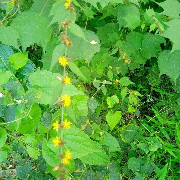 Triumfetta rhomboidea Flor