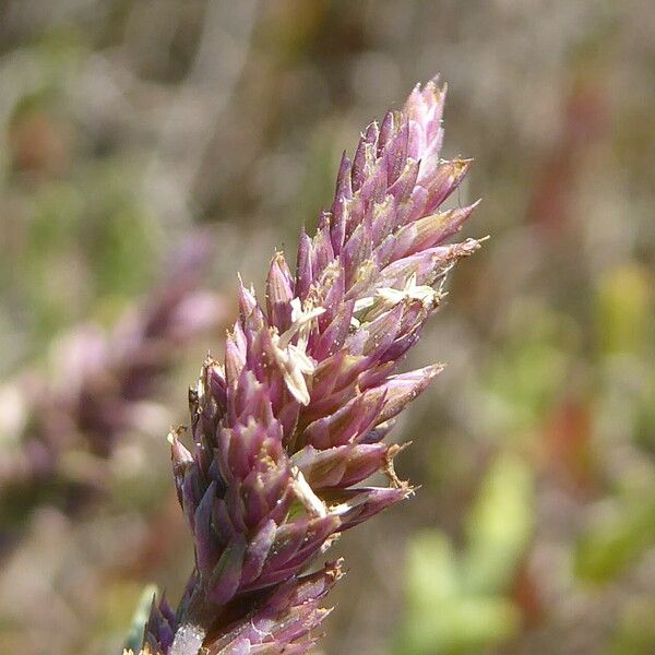 Aeluropus littoralis फूल