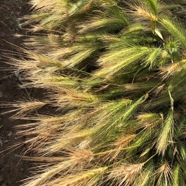 Hordeum marinum Fulla