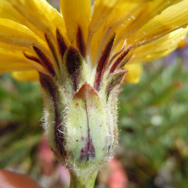 Agoseris glauca Blüte