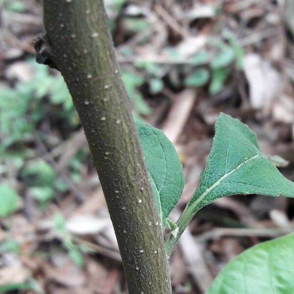 Varronia curassavica Bark