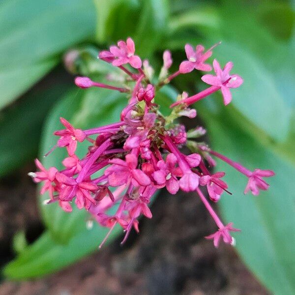 Valeriana rubra Flower