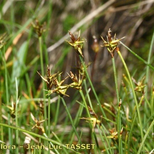 Carex microglochin Habitus