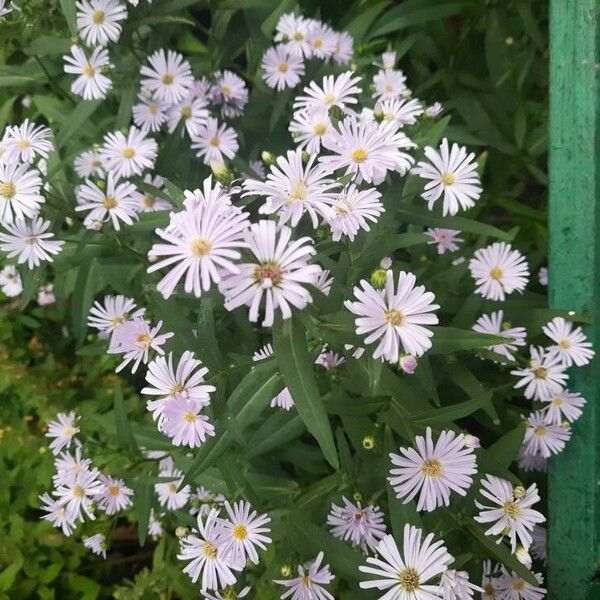 Symphyotrichum novi-belgii 花