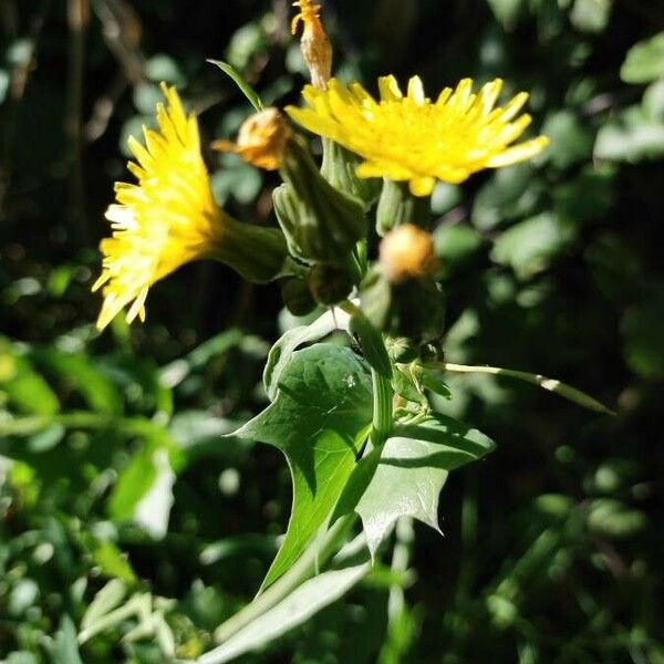 Sonchus oleraceus 花