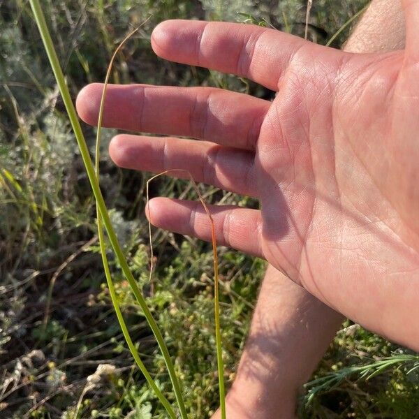 Allium atroviolaceum 葉