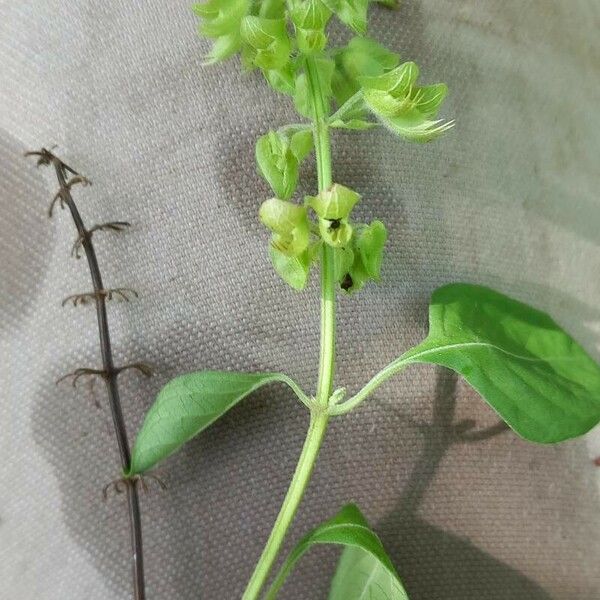 Ocimum campechianum Flower