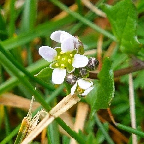 Cochlearia danica ᱵᱟᱦᱟ