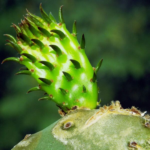 Opuntia ficus-indica Levél