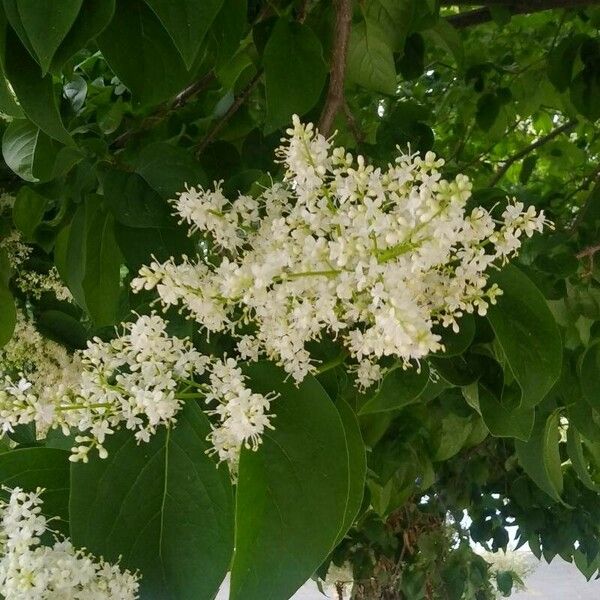 Syringa reticulata Blüte