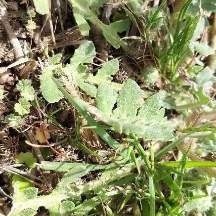 Arctotheca calendula Blatt