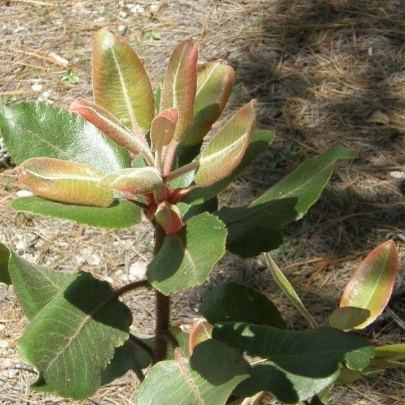 Arbutus xalapensis Habitat