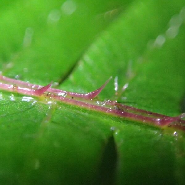 Pteris catoptera Folla