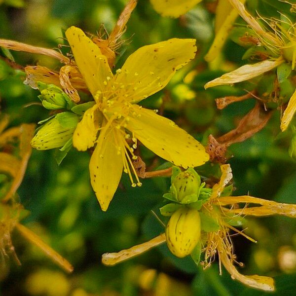 Hypericum perforatum Flower