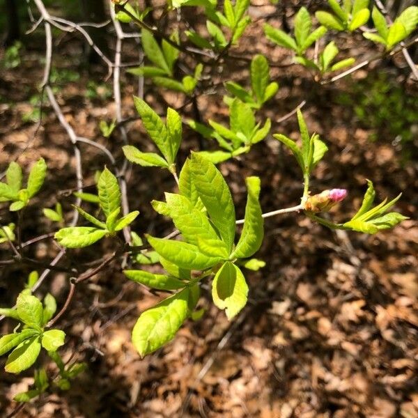 Rhododendron prinophyllum Feuille