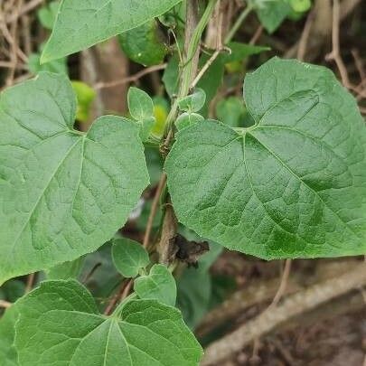 Mikania micrantha Folha