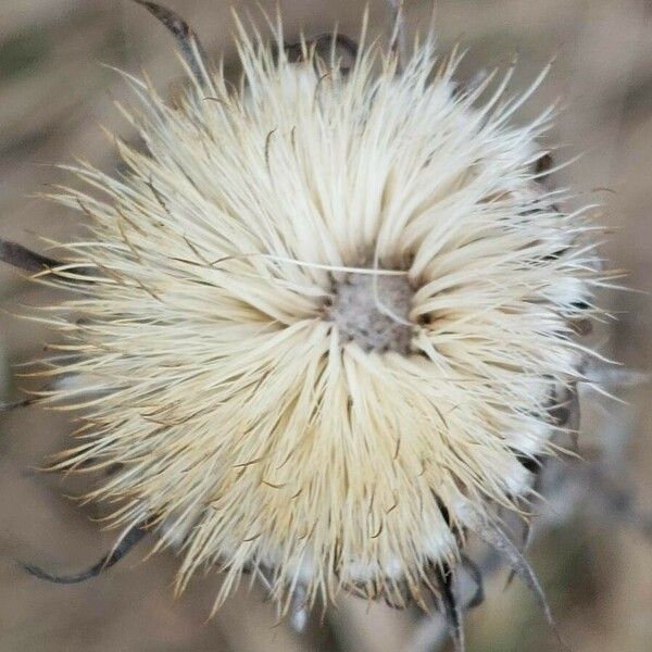 Cirsium undulatum Fruit