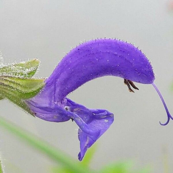 Salvia pratensis Flor