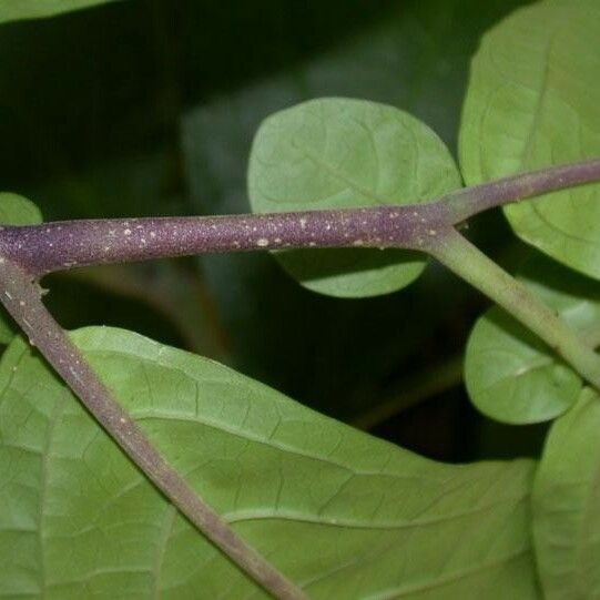 Cuatresia exiguiflora